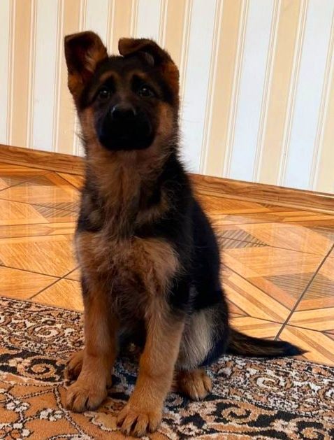 Класика,німецька вівчарка