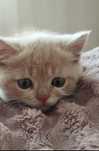 Котик шукає нову сім'ю