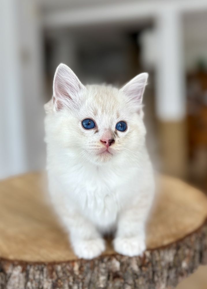 Ragdoll FPL kocurek seal mitted tabby
