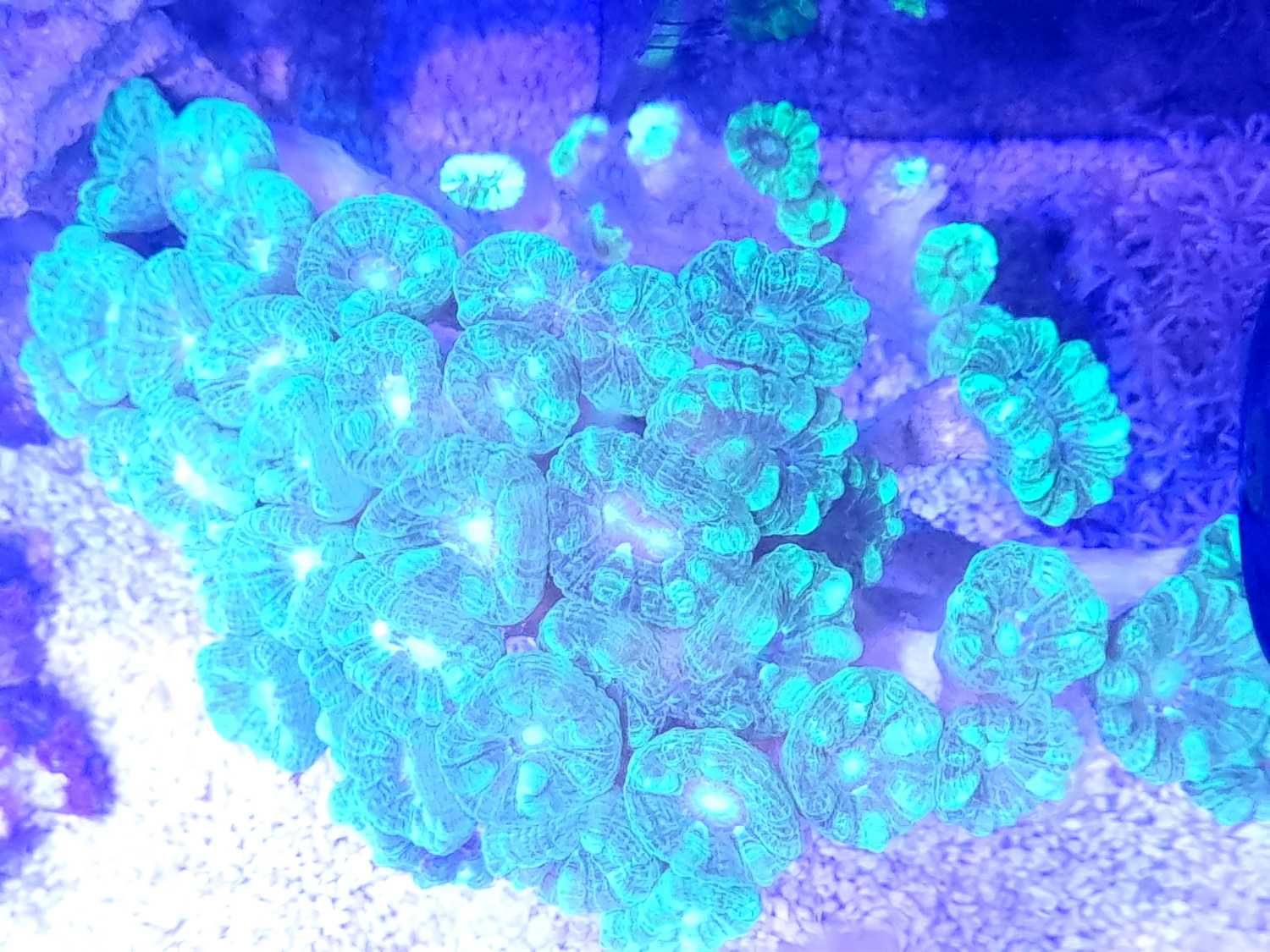 Akwarium morskie koralowiec Caulastrea furcata green fluo