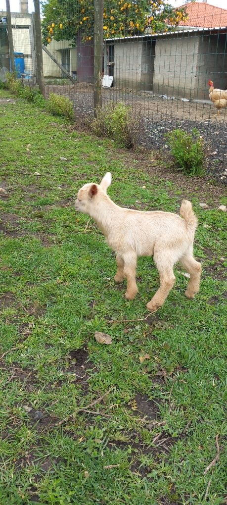 Cabrito micro-anão (mocho)