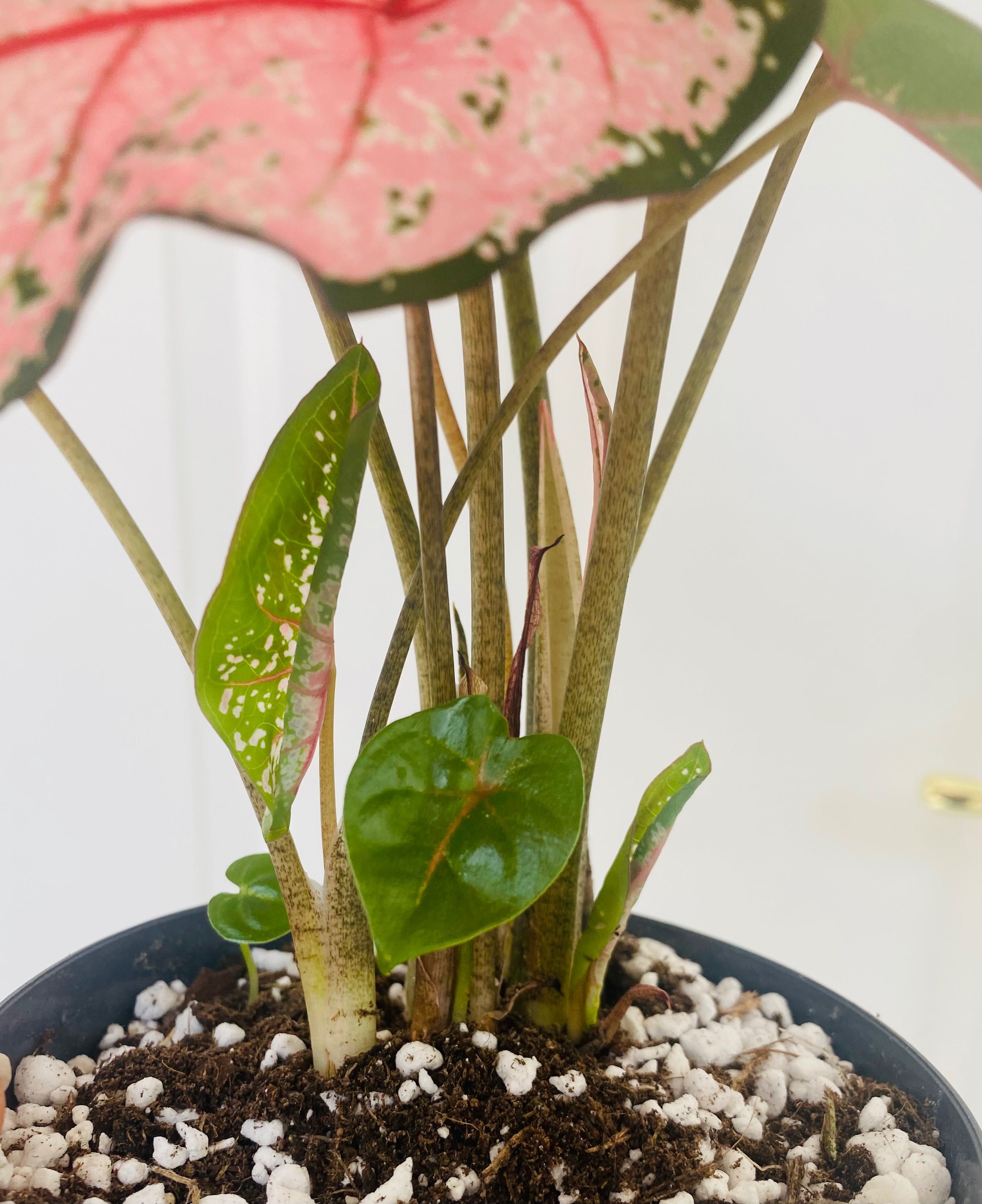 Caladium Pink Beauty