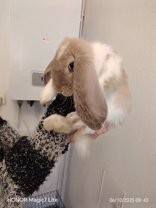 Królik  baran francuski samiczka