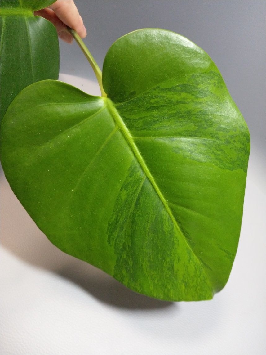 Monstera Green on Green szczyt dwulistny