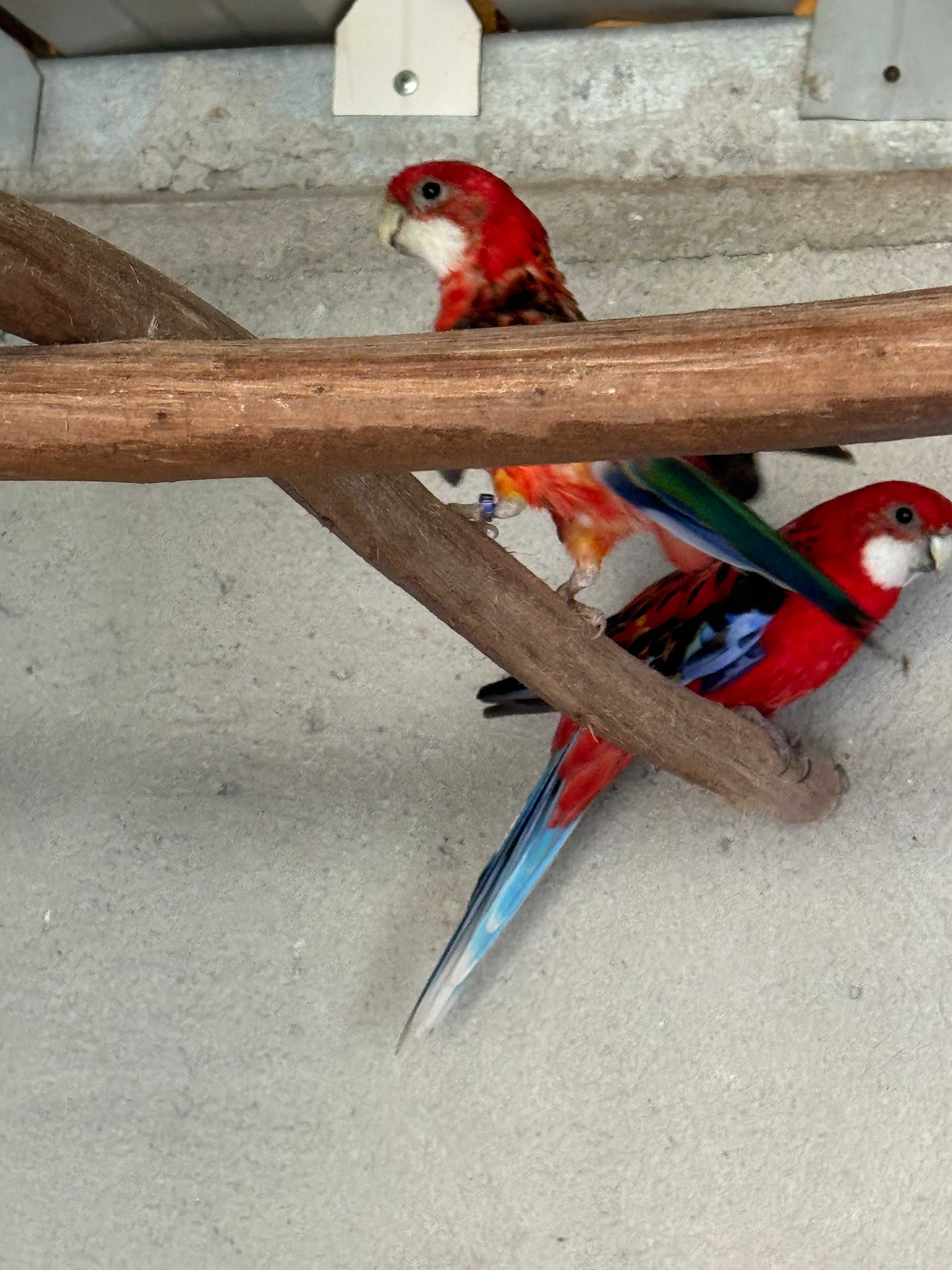 Casal Roselas Platycerus