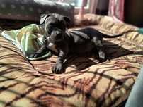 Amerycan Stanford terier Amstaff