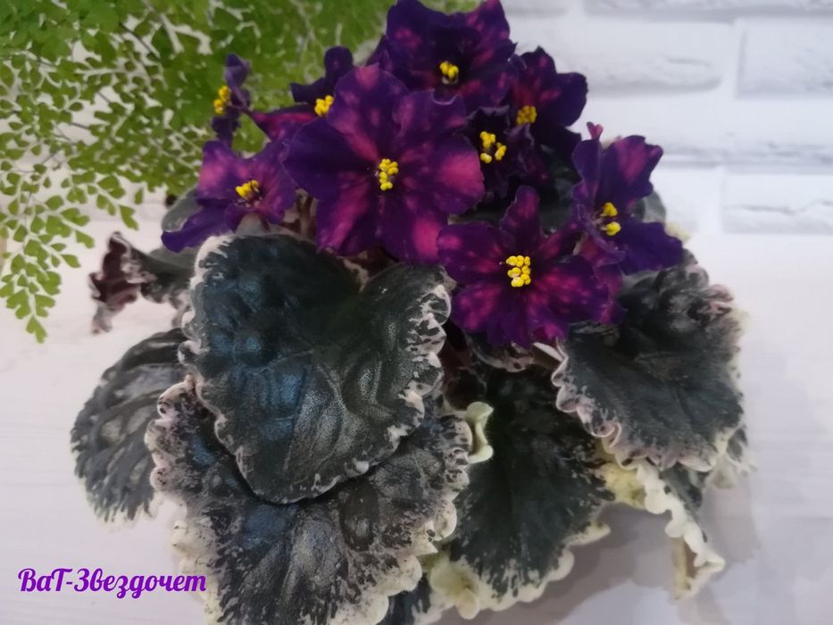 Сортові фіалки: дітки та свіжий зріз
