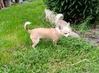 Chihuahua chłopiec