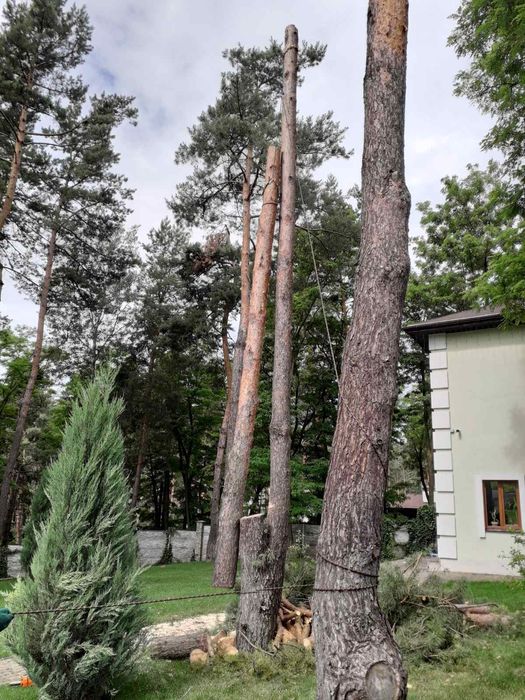 Видалення дерев Корчування пнів.Є послуги автовишки, ЩЕПОРІЗА.