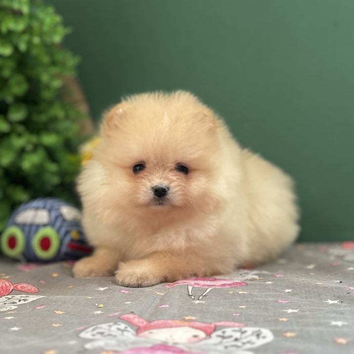 лялькова дівчинка тип ведмедика