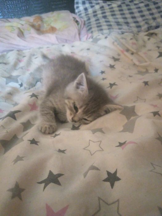 Котята 2місяці.  Весловухих