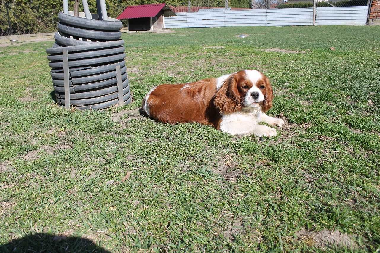 cavalier king charles spaniel reproduktor