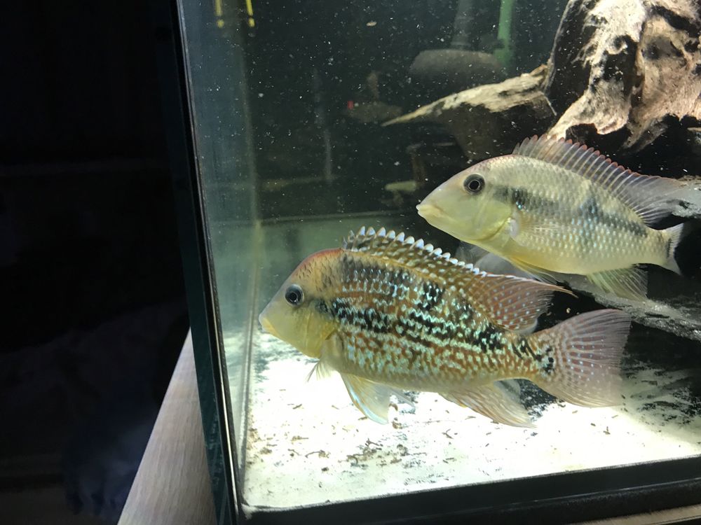 Geophagus  sp. Alto sinu ziemiojady sort b