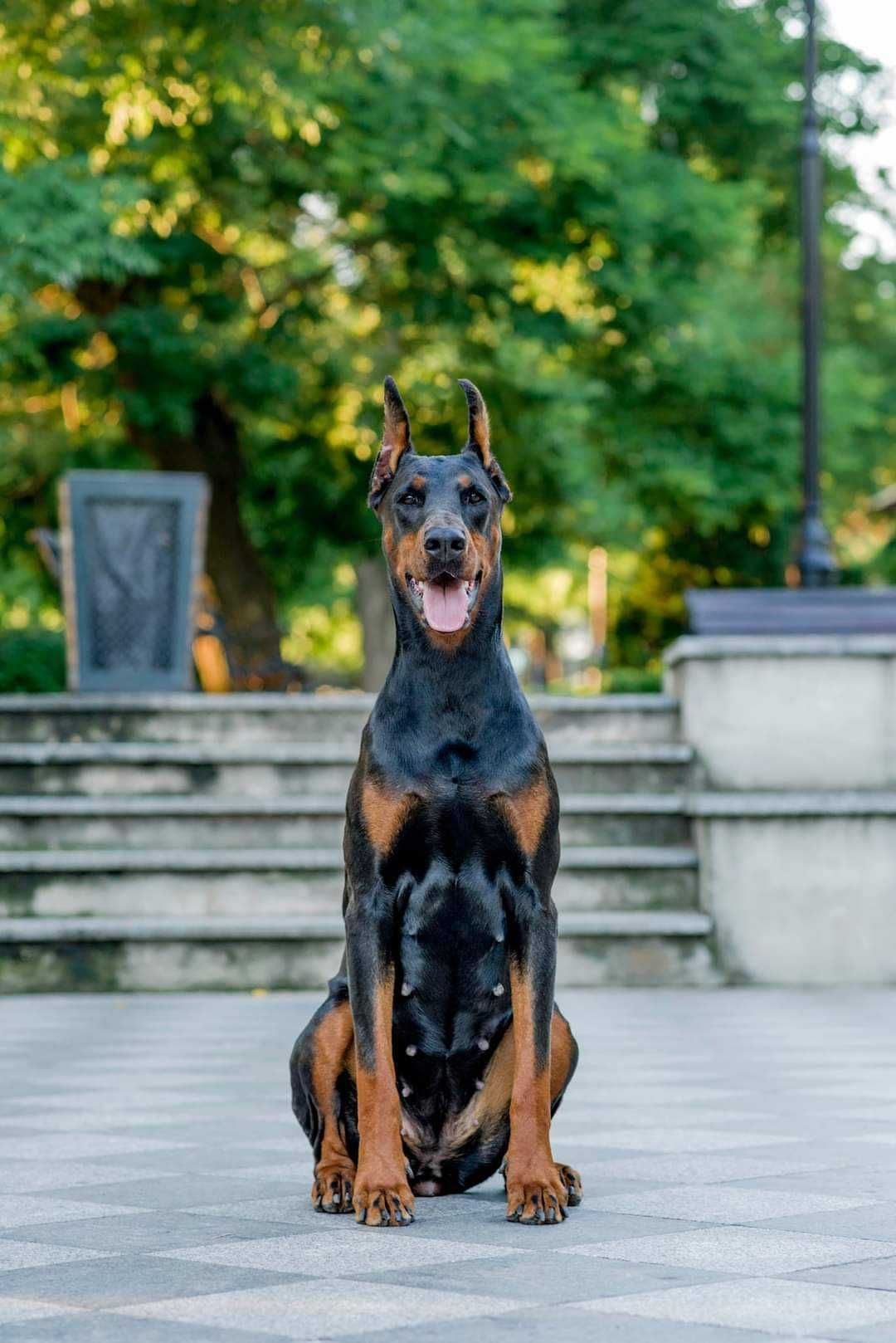 Добермани TOP puppy