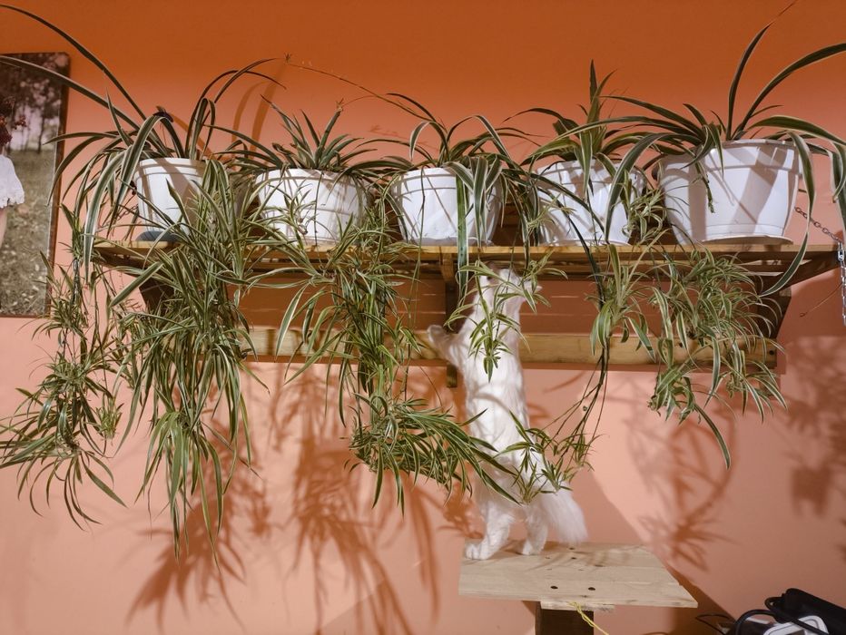 Хлорофітум павучок