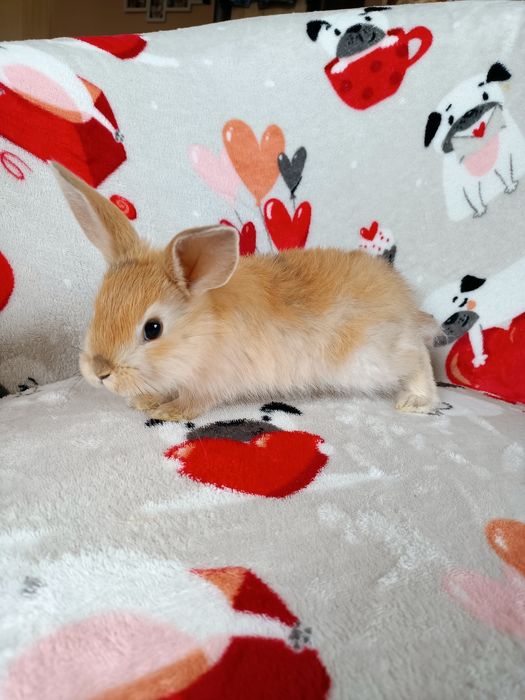 Królik miniaturka