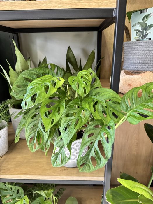 Послуги для людей похилого віку