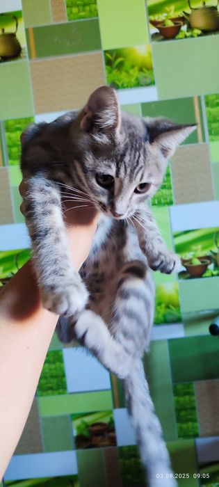 Продам кішечку дуже красива