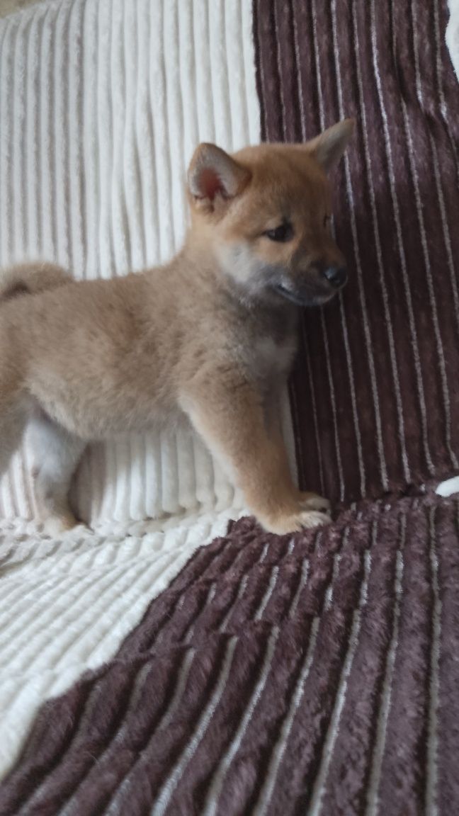 Shiba Inu suczka gotowa do odbioru
