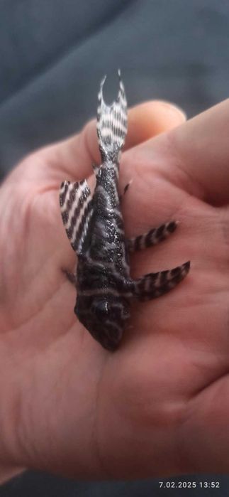 Zbrojnik hypancistrus L333   6-7 cm