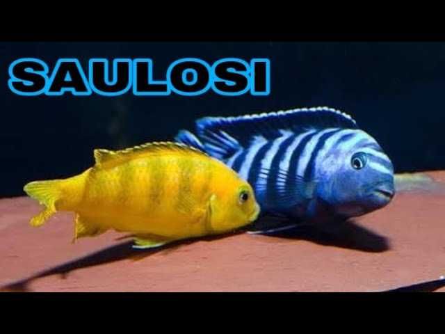 Macho Pseudotropheus saulosi ciclideo africano