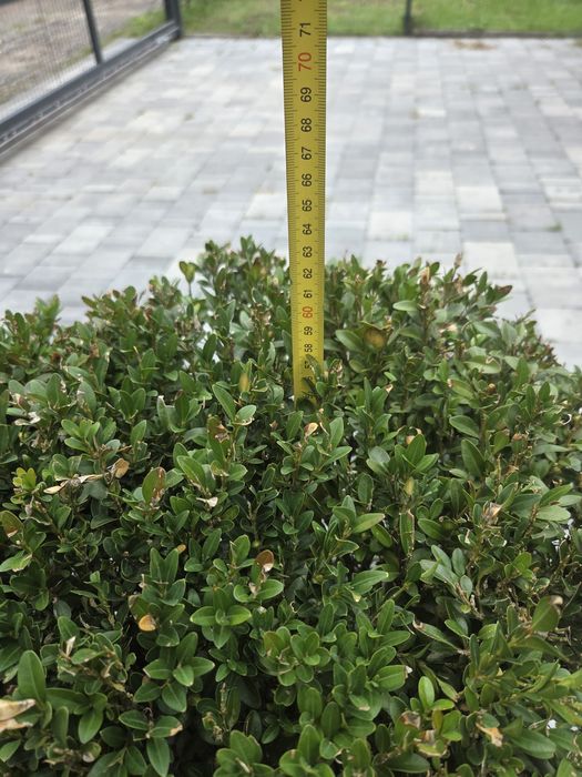 Bukszpan 4 duże 3 mniejsze 80 i 50cm