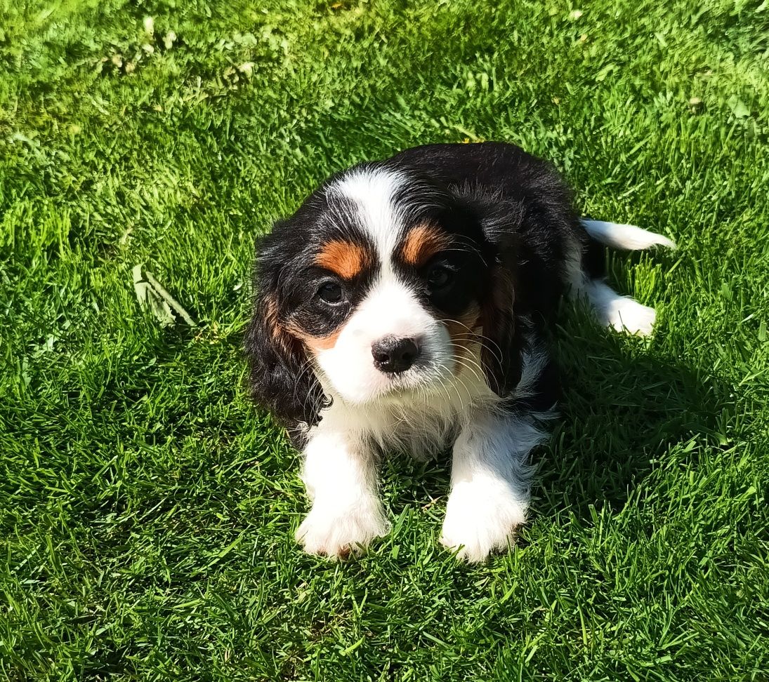 Cavalier King spaniel piesek