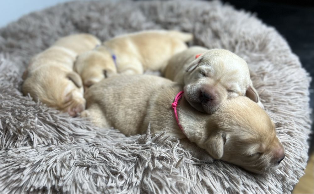 Labrador Retriever - szczeniata po pieknych rodzicach
