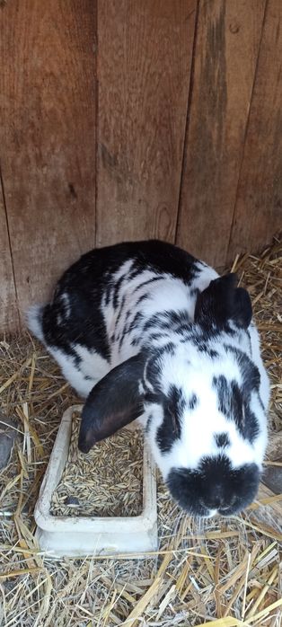 Samica królik 1.5 roku