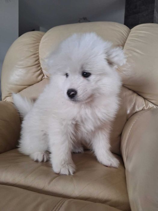 Szczeniak samoyed suczka