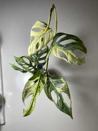 Monstera acuminata/adansonii variegata listek do kolekcji