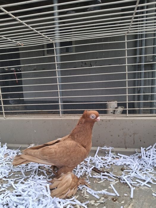 Gołebie ozdobne wywrotki mazurskie