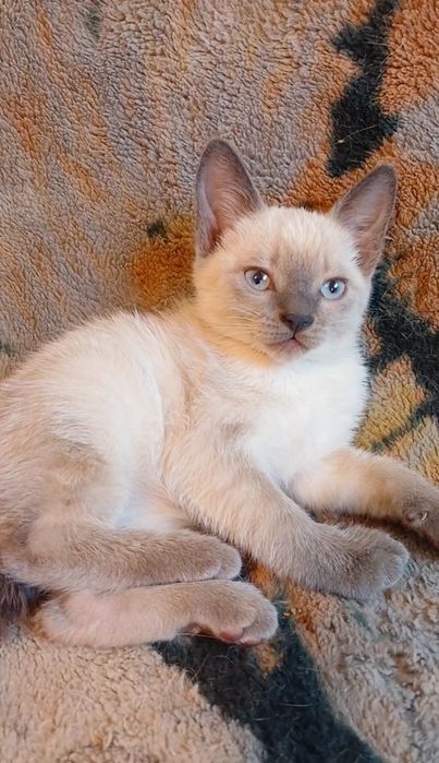Сіамські котята, тайські