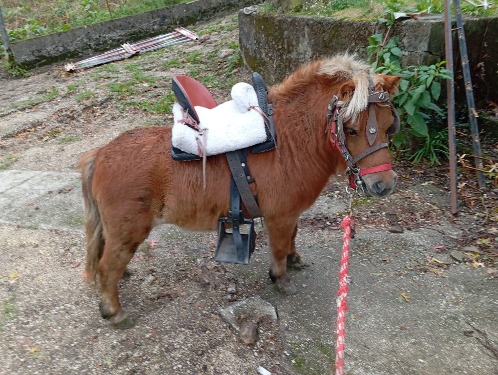 pônei fêmea para venda