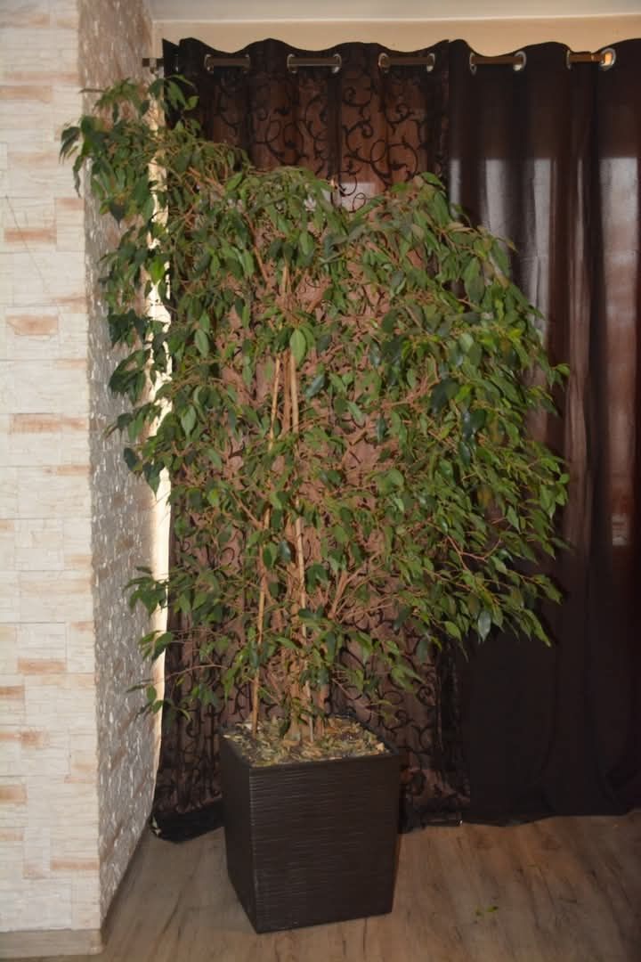 roślina ficus beniamina