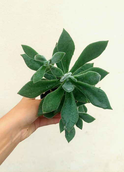 Planta Suculenta Sedum