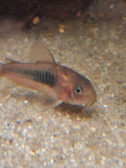 Kirys kirysek spiżowy Aquafizz Creative