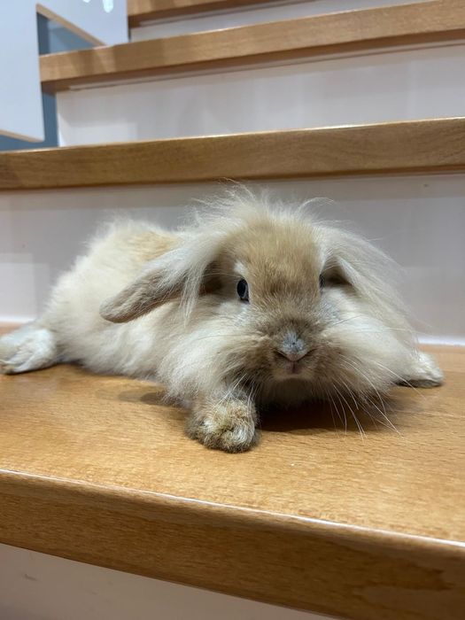 Baranek mini lop