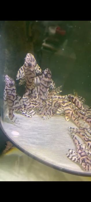 Hypancistrus L236SW - RARO