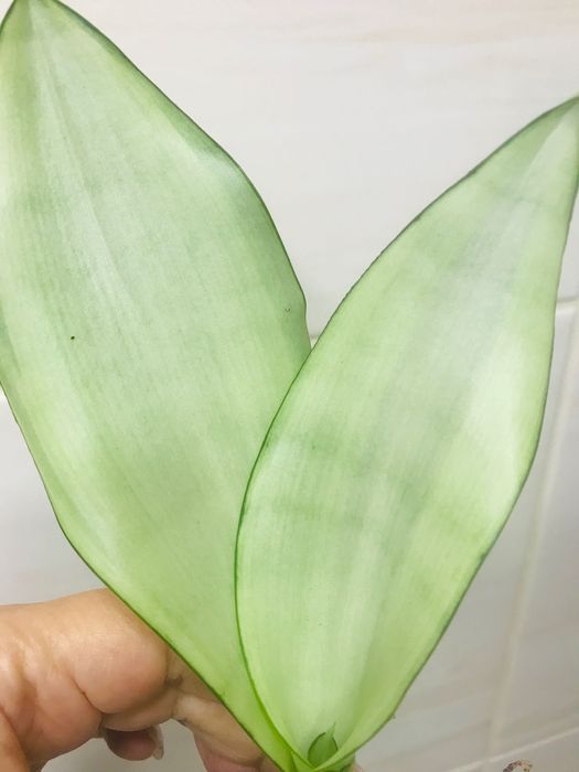 Сансевиерия Муншайн вариегатный