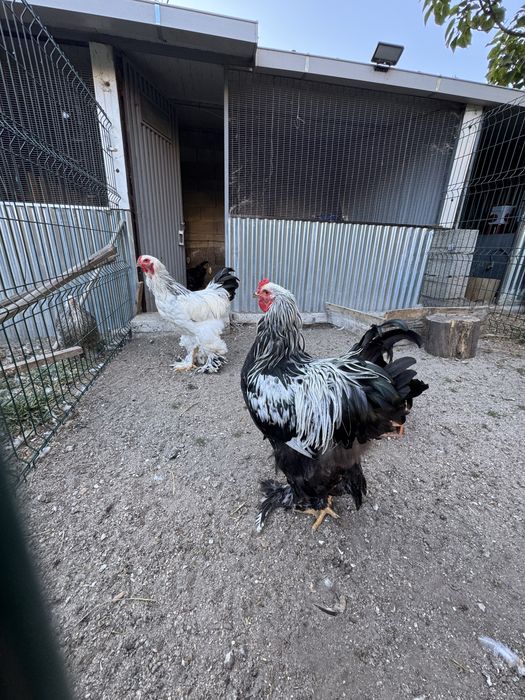 Pintainhos brahma leght dark