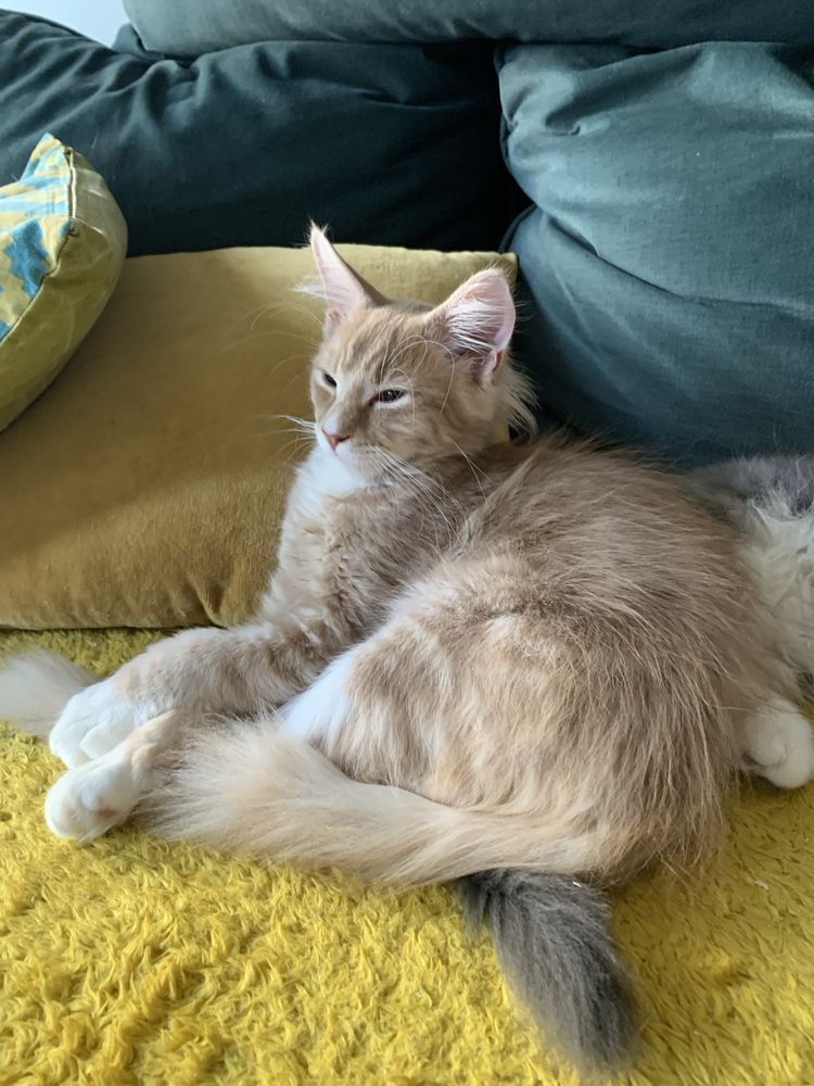Maine Coon Beżowo-Biały