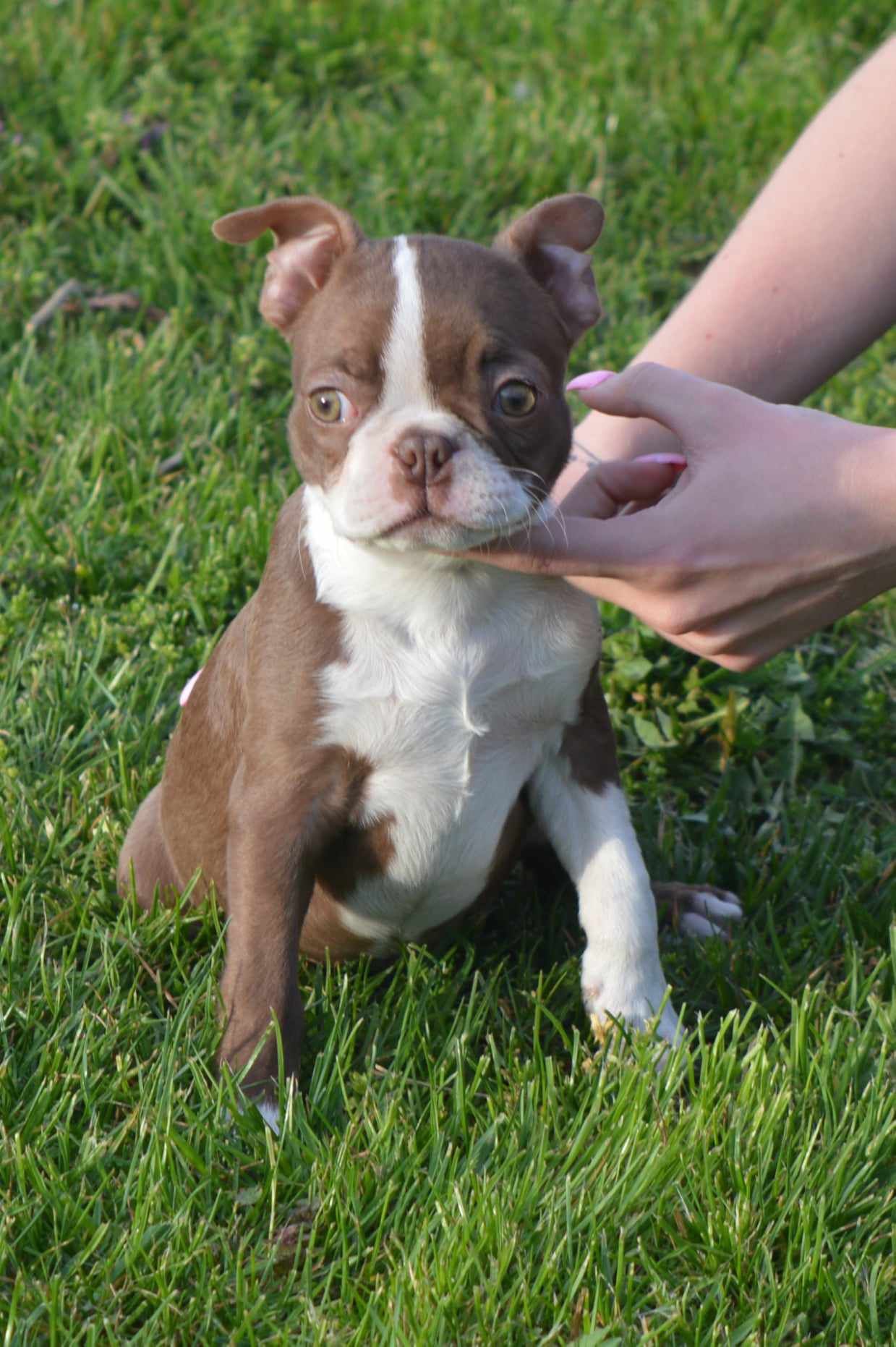 Boston Terrier suczka