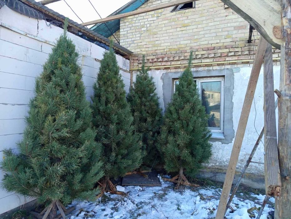 Ялинка набірна жива сосна (гостомель горенка буча ірпінь ворзель київ)