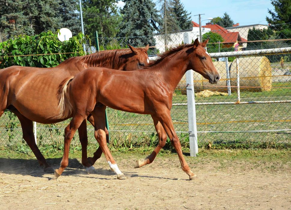 Odsadek ogierek po Vincento des Forets
