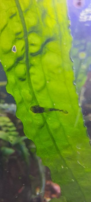 Продам мальки анцитрусів і криветок