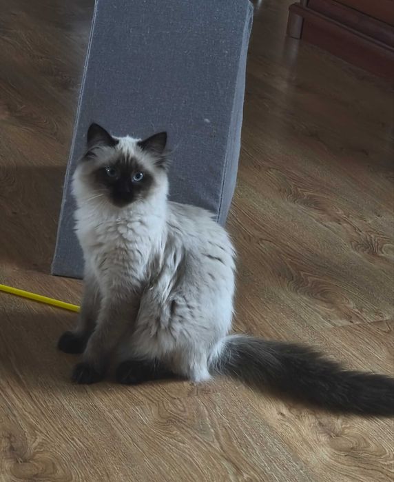 Niezwykle gadatliwa  koteczka Magiczny Sen*PL