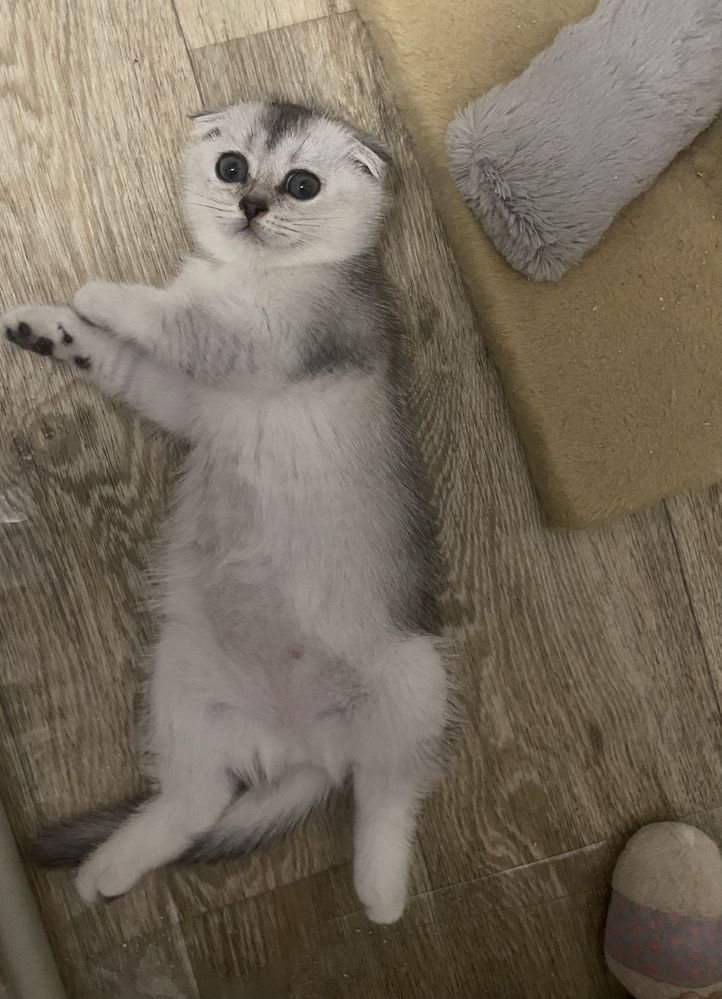 Продам шотландских котят