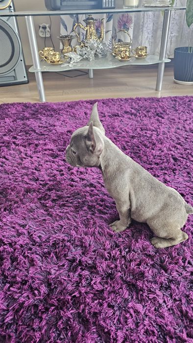 Piękny Buldog Francuski