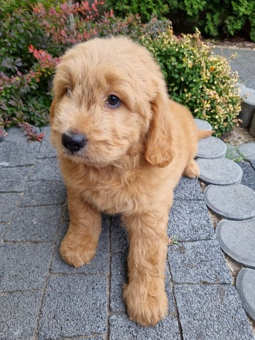 Golden & Pudel goldendoodle mini piesek